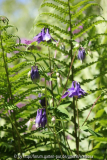 Farn und Aquilegia