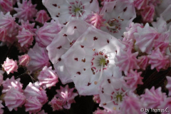Kalmia latifolia