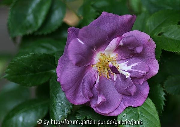Rhapsody in Blue