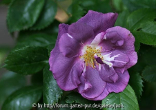 Rhapsody in Blue