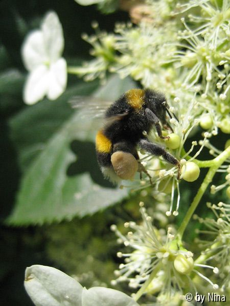 Hummel an Kletterhortensie
