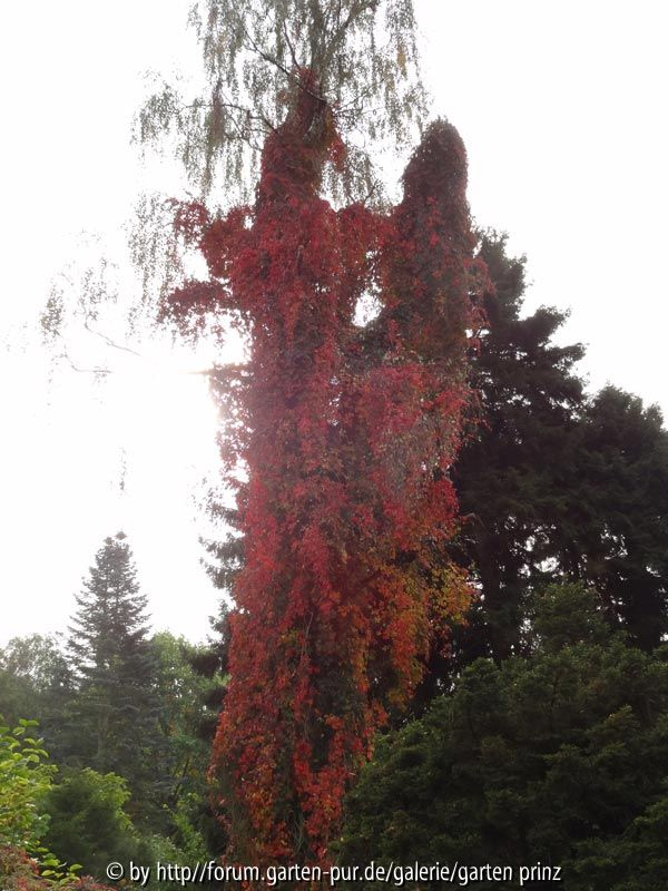 Parthenocissus in Birke