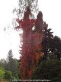 Parthenocissus in Birke