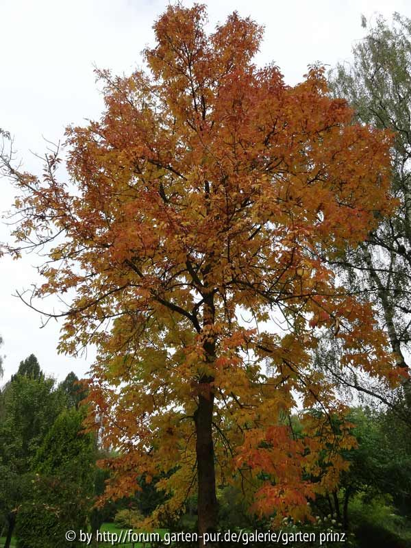 Fraxinus americana f. iodocarpa