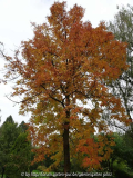 Fraxinus americana f. iodocarpa