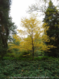 Betula alleghaniensis Gelb-Birke