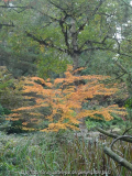 Acer tschonoskii var. australe