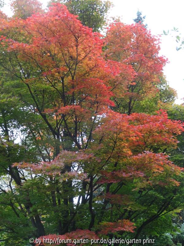 Acer sieboldianum