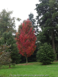 Acer rubrum