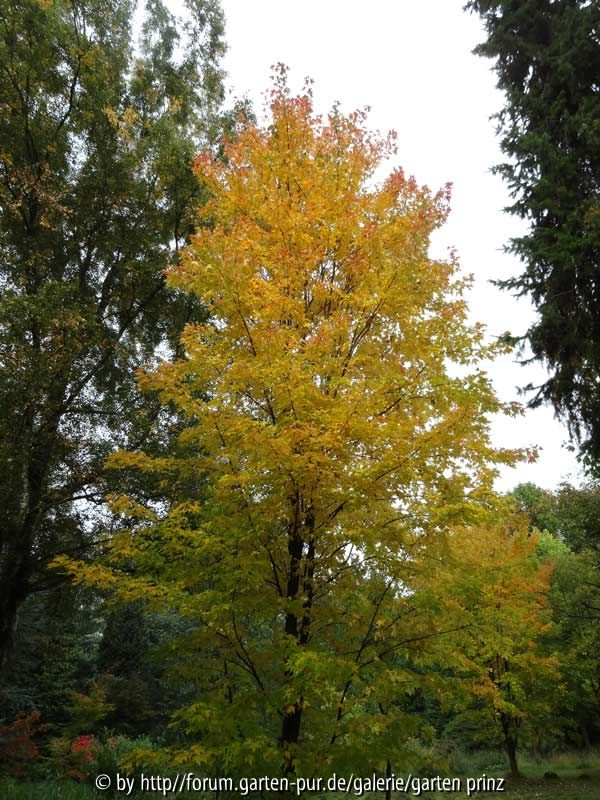 Acer rubrum gelb