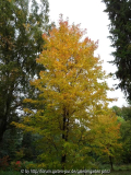 Acer rubrum gelb