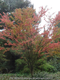 Acer micranthum