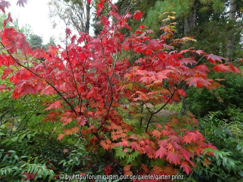 Acer japonicum Vitifolium