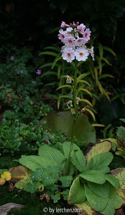Primula japonica APPLE BLOSSOM
