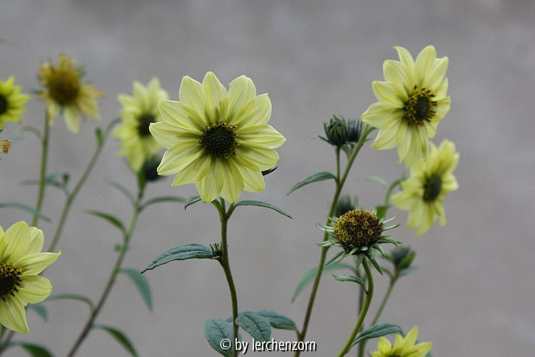 Helianthus SHEILAS SUNSHINE
