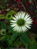 Echinacea-Virgin-13-3a.jpg
