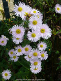 Aster-Sämling-13-6a.jpg