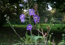 Delphinium - die letzte Blüte