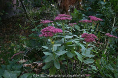 Sedum