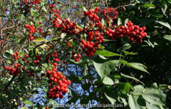 Pyracantha Red Column