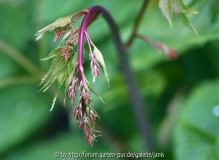 Lespedeza