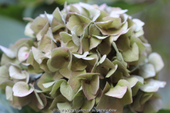 Hydrangea Okt. 2013