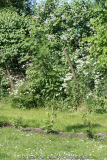 Pflanzstreifen Ostzaun2