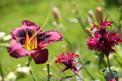 Hemerocallis und Monarda
