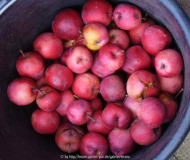 Malus-Maypole_13-6a.jpg