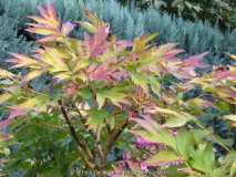 Paenie-Herbst_13-1a.jpg