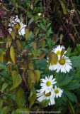 Leucanthemella_serotina_13-1a.jpg