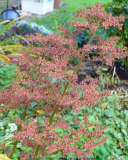 Rodgersia_13-1a.jpg
