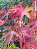 Amberbaum-13-2a.jpg