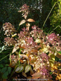 Hydrangea_Wims_Red_13-1a.jpg