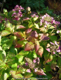 Hydrangea_Lady_in_Red_13-2a.jpg