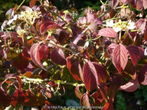 Viburnum Summer Snowflake_13-3a.jpg
