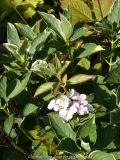 Hydrangea-Tricolor_13-1a.jpg