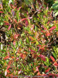 Kalmia_13-1a.jpg