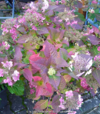 Hydrangea_Twist_and-Shout_13-1a.jpg