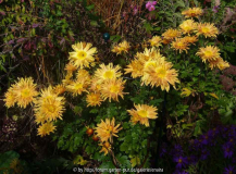 Chrysanthemum_Für_Elise_13-1a.jpg