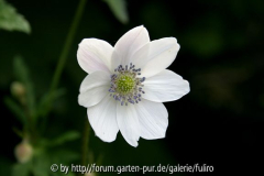 Anemone levellei