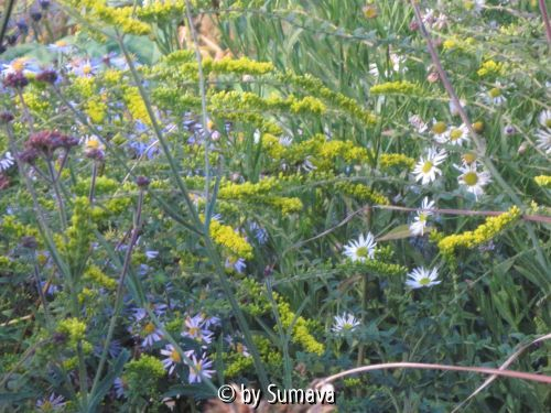 Herbstliches Gewusel