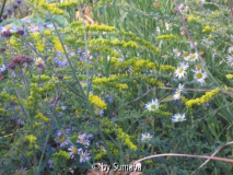 Herbstliches Gewusel