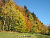 Herbst-hinterm-Haus