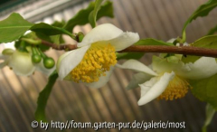 Camelia sinensis 17 okt 13.jpg