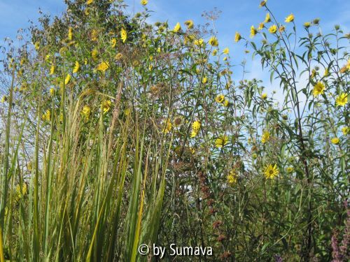Panicum mit Sheila´s Sunshine