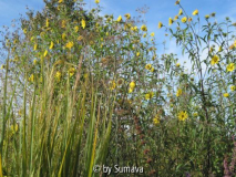 Panicum mit Sheila´s Sunshine