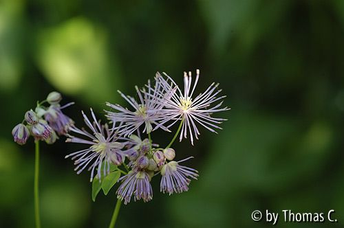 Thalictrum - Blüten