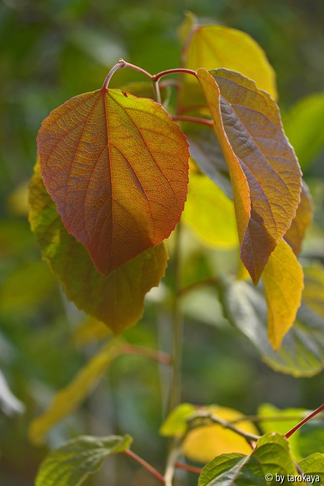poliothyrsis sinensis herbst