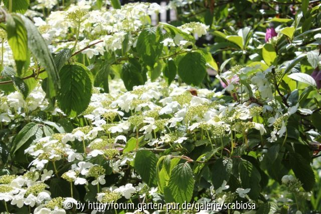 Viburnum mariesii